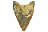 Bargain, Fossil Megalodon Tooth - North Carolina #373118-2